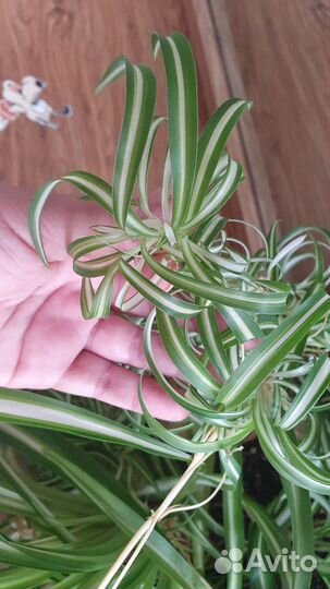 Хлорофитум кудрявый