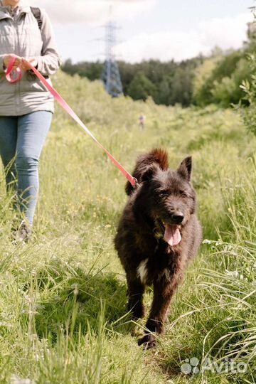 Собака Хельга в добрые руки, терьер