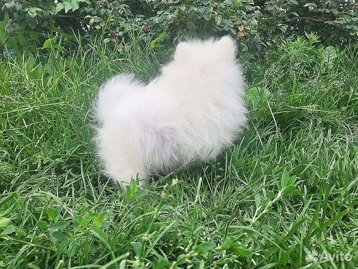 Померанский шпиц