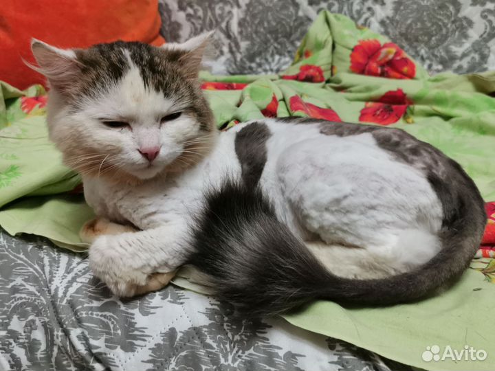 Кошки в добрые руки бесплатно