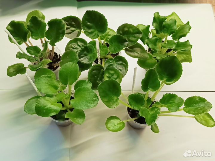 Наборы деток сортовых фиалок