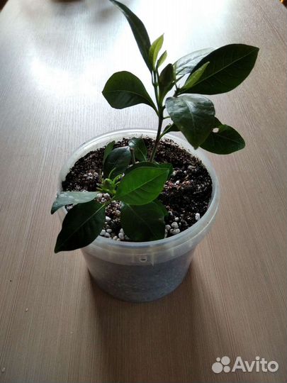 Гардения жасминовая, Адениумы