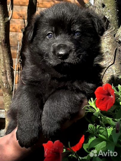 Чëрные и чепрачные немчики есть выбор