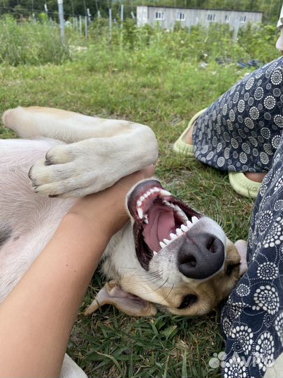 Щенок подросток в дар бесплатно