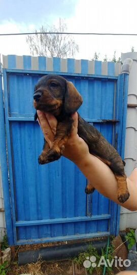 Щенки жесткошерстной таксы