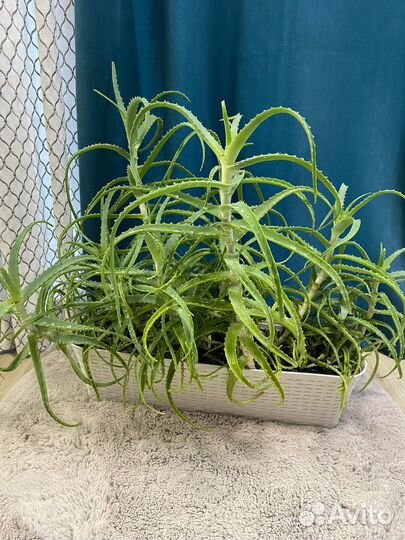 Алоэ в кашпо