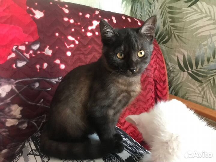 Котенок девочка 3,5 месяца