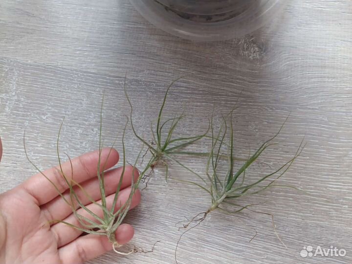 Тилландсия атмосферная