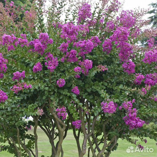 Лагерстремия - индийская сирень
