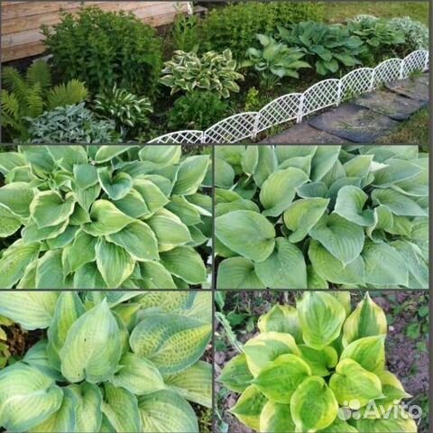 Хосты зелёных фоновых цветов