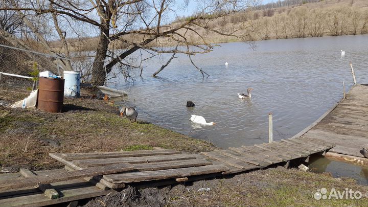 Инкубационное яйцо гусиное