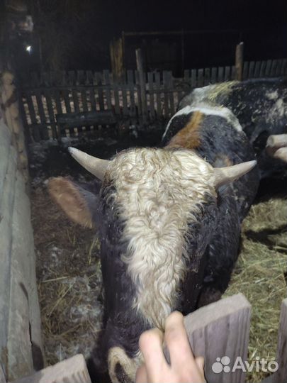 Быки на мясо