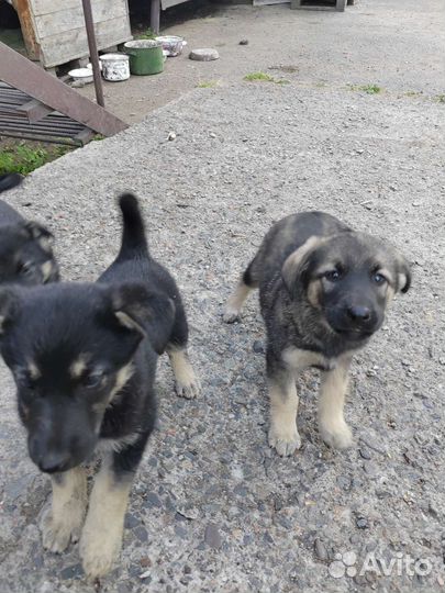 Собаки бесплатно в добрые руки щенки