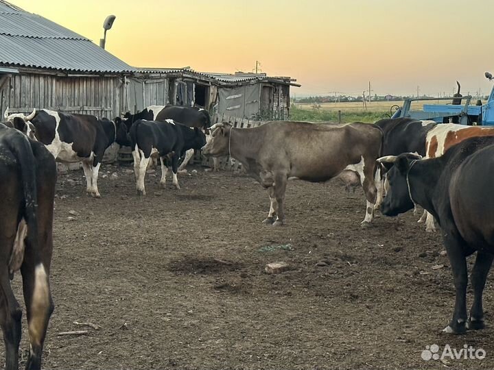 Корова дойные