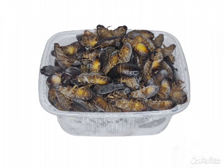 Мраморные тараканы