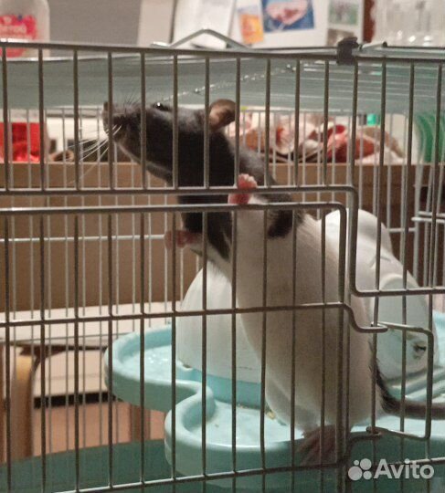 Крыса дамбо