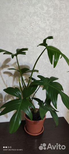 Гемантус белоцветковый, филодендрон дольчатый