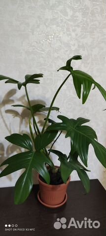 Гемантус белоцветковый, филодендрон дольчатый