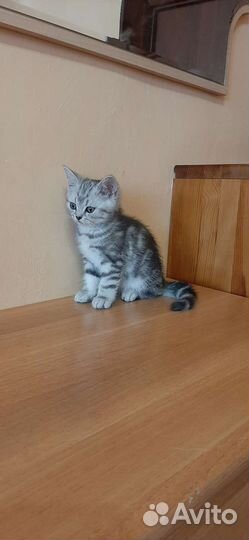 Британские котята