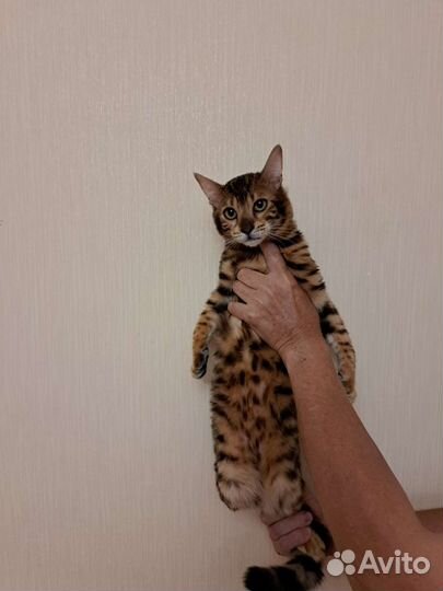 Золотая девочка