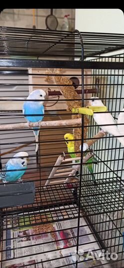 4 попугая и большая клетка