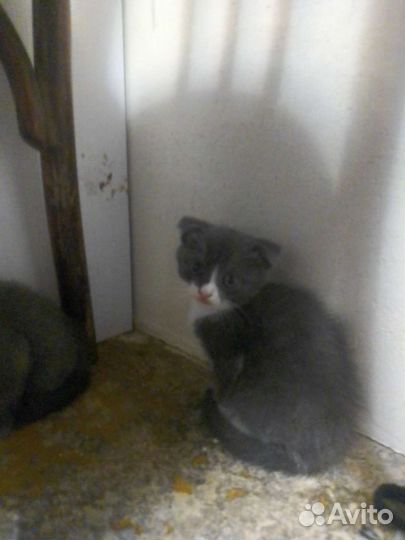 Кошки в добрые руки бесплатно