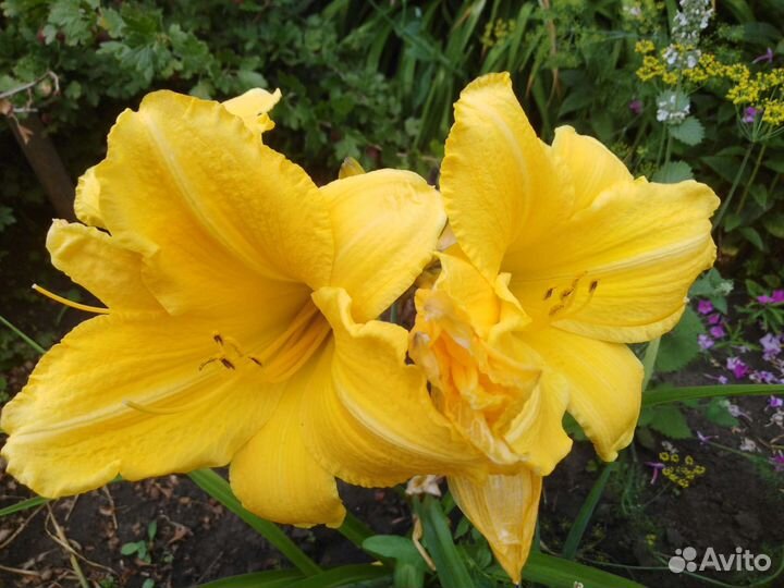 Лилейники, лилия (саранка) тигровая, ирисы