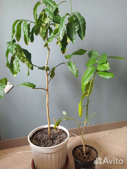 Лимонное дерево