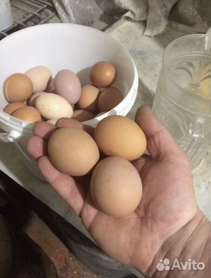 Домашние куриные яйца