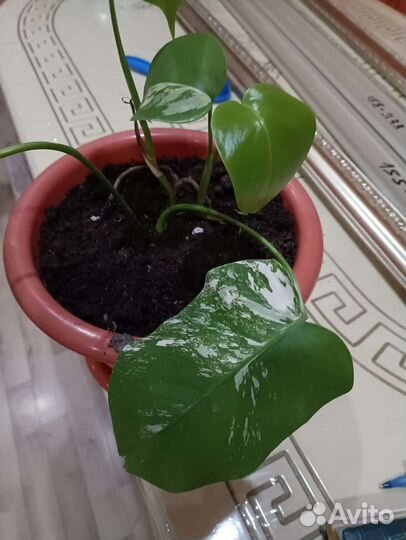 Монстера вариегатная