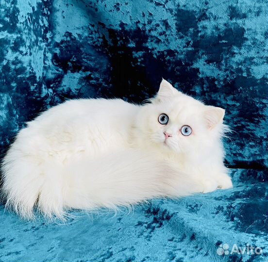 Британская длинношерстная синеглазая шиншилла