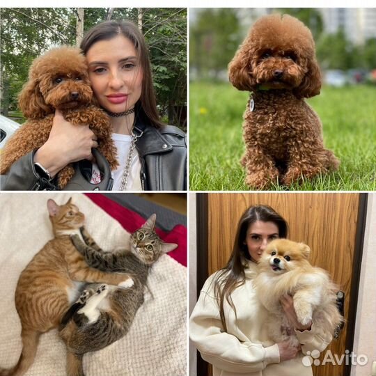 Квартирная передержка кошек/собак индивидуальная