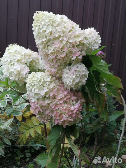 Гортензия метельчатая