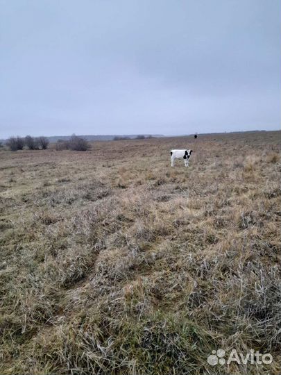 Продаем скот