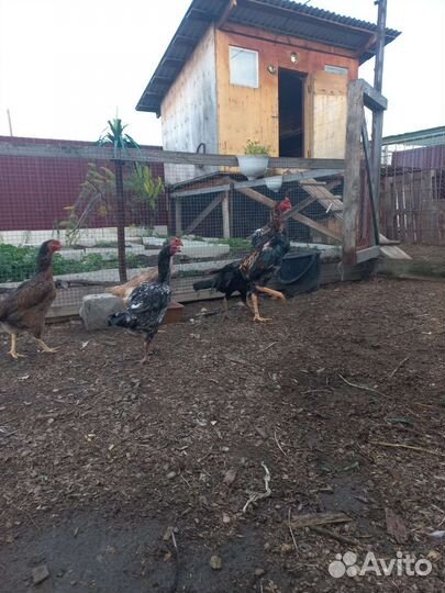 Петухи и курицы О Шамо