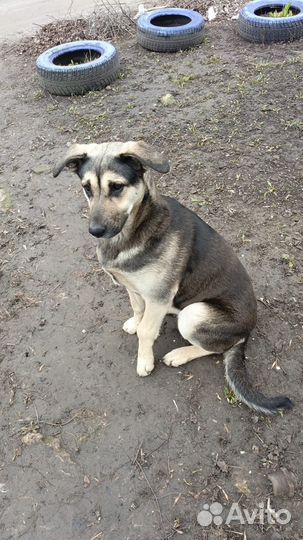 Добрый пёс ищет хозяев