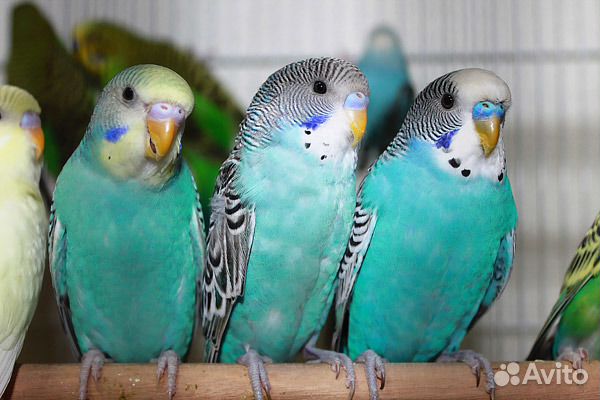 Волнистые попугаи