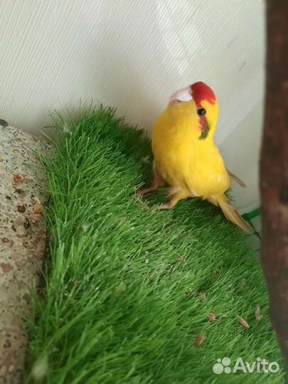 Попугай Какарик