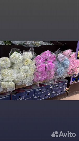 Гортензия цветы букет гортензии