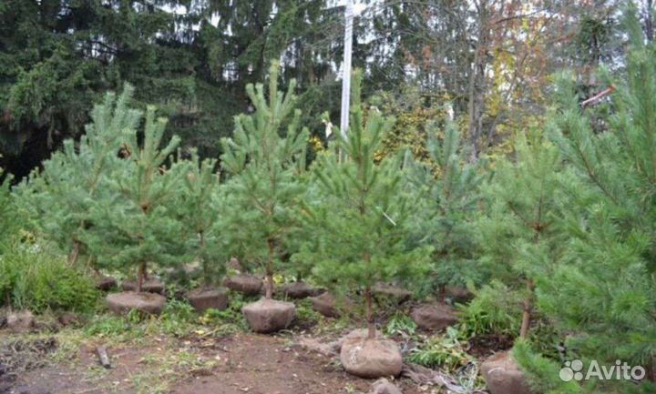Саженцы сосны