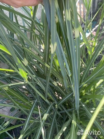 Садовые многолетники