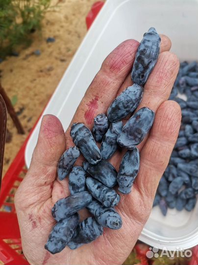 Саженцы голубики, клюквы, брусники, жимолости