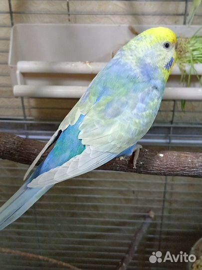 Попугаи волнистые радужные