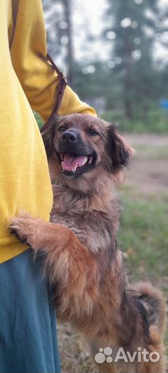 Собака в приюте