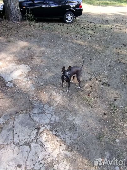 Ксолоитцкуинтли мини Вязка(китайская хохлатая)