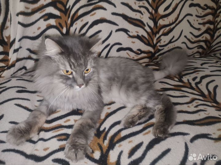 Сибирский котик