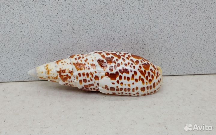 Митра Папалис 12,0 морская ракушка раковина