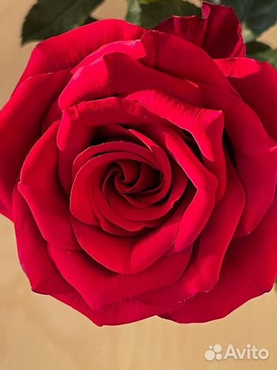 Розы из японской глины (1:1 как живые цветы)