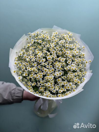 Ромашки полевые цветы