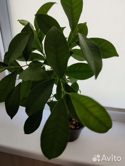 Фикус микрокарпа бонсай